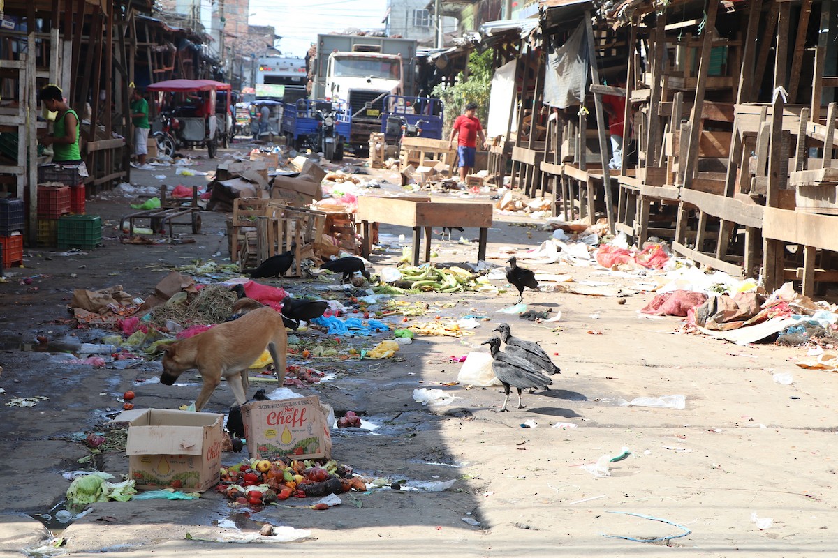 Black Vulture - ML645067991