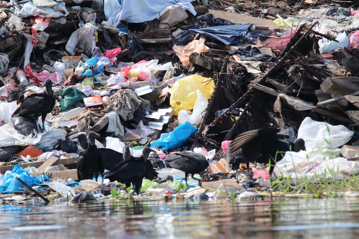 Black Vulture - ML645067992