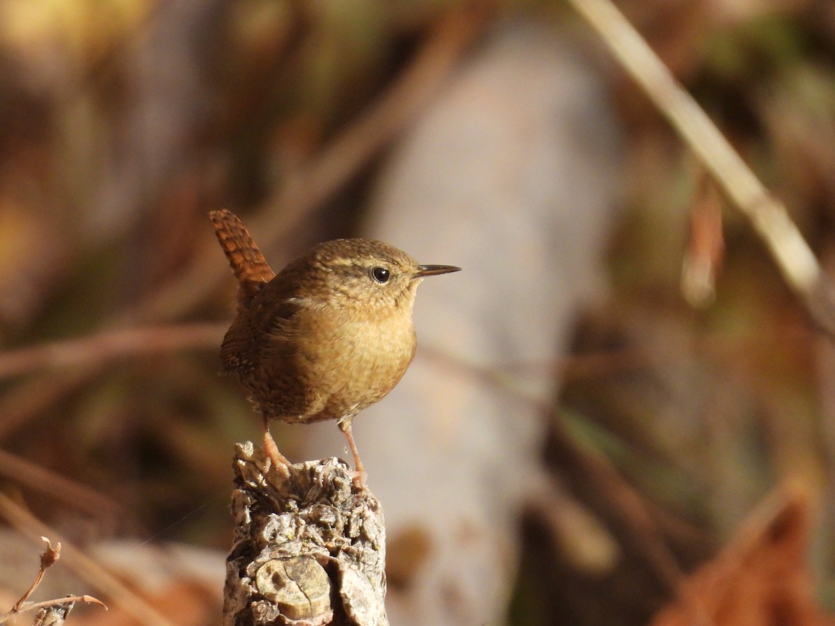 Pacific Wren - ML645068004