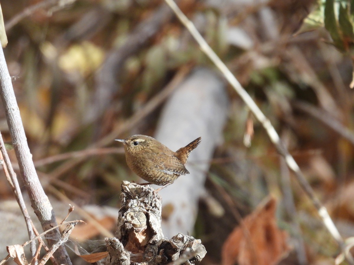 Pacific Wren - ML645068005