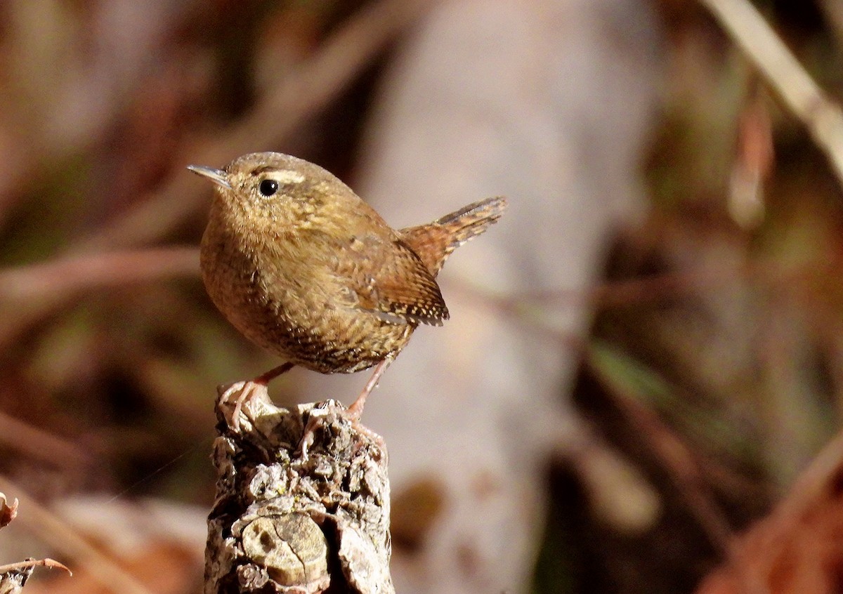 Pacific Wren - ML645068006