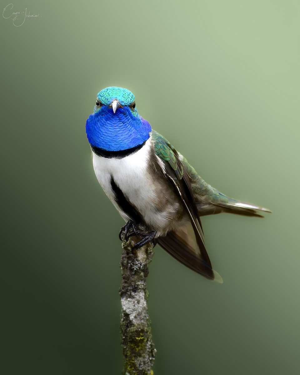 Blue-throated Hillstar - ML645068012