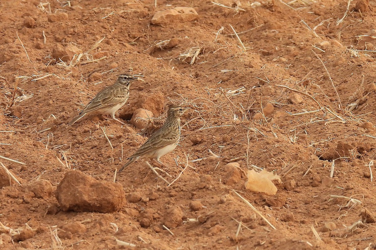 Tepeli Toygar [cristata grubu] - ML645068016