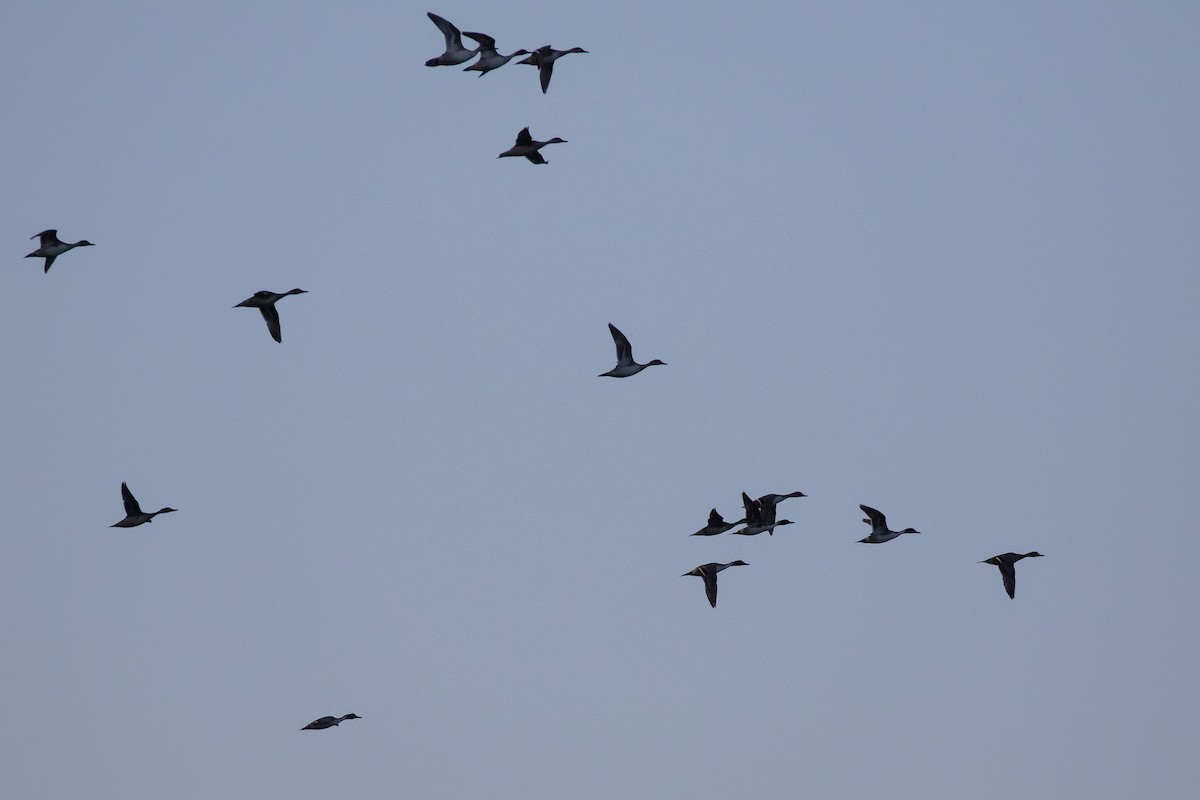 Northern Pintail - ML645068025