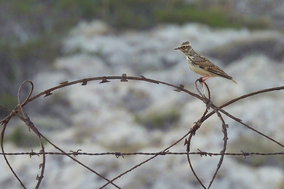 Wood Lark - ML645068035