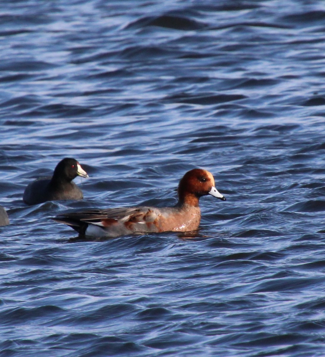Eurasian Wigeon - ML645068036