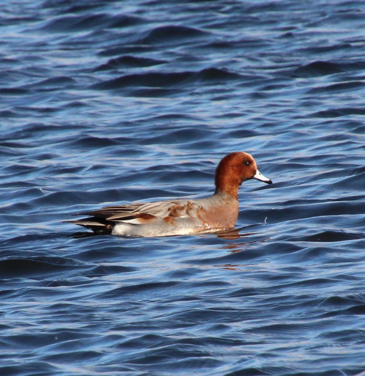 Eurasian Wigeon - ML645068037