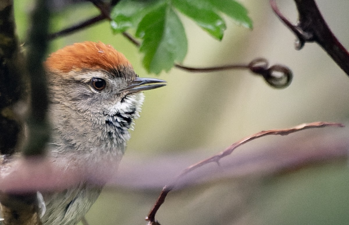 Synallaxe d'Azara - ML645068040