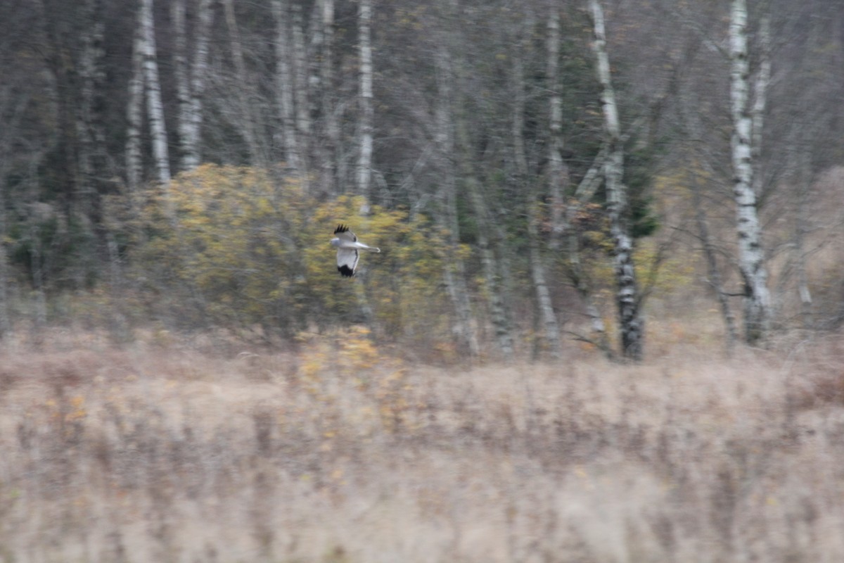 Саарал хулд - ML645068044