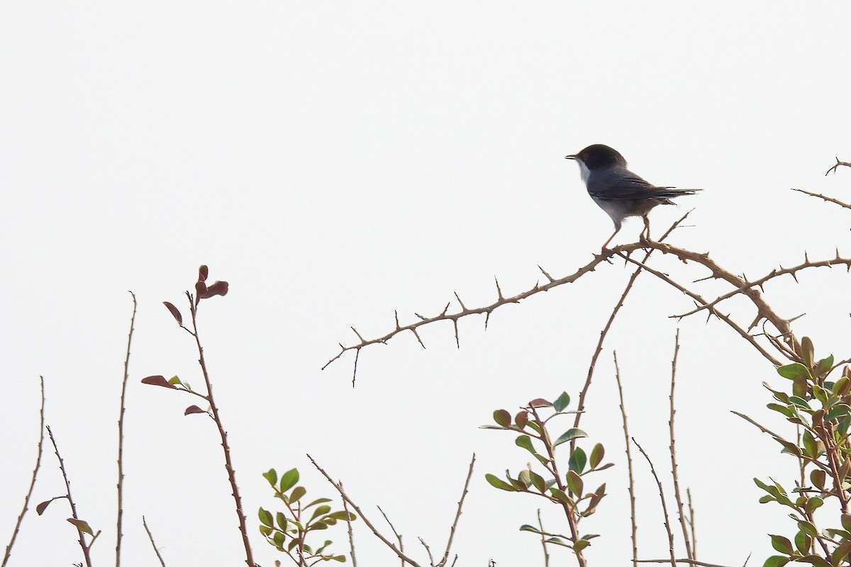 Sardinian Warbler - ML645068046