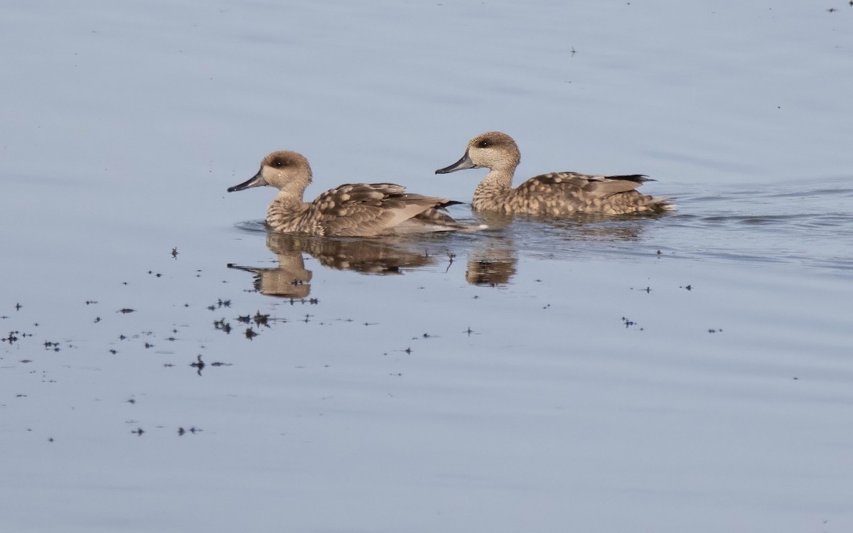 Marbled Duck - ML645068047