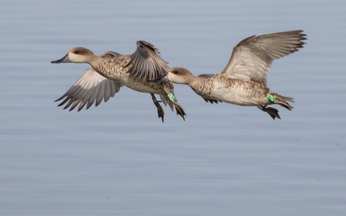Marbled Duck - ML645068048