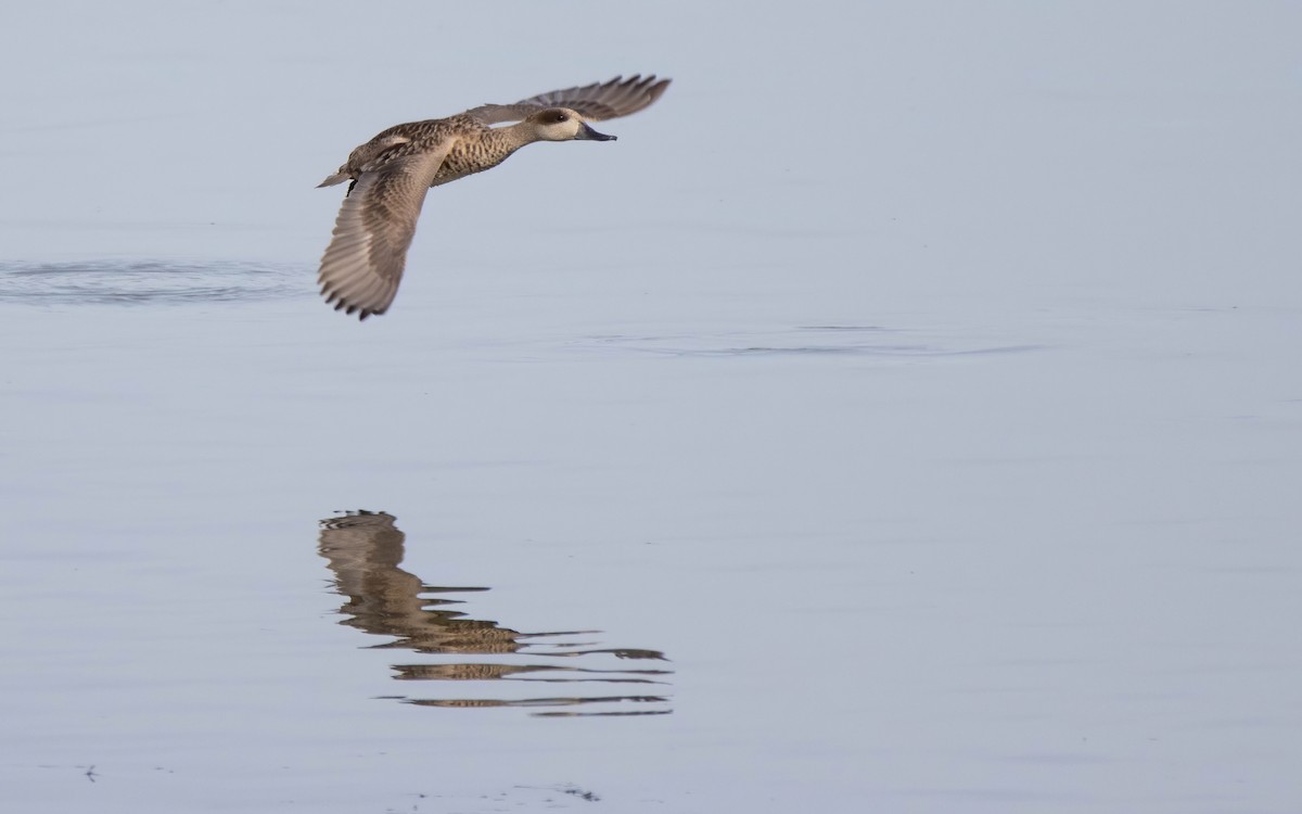 Marbled Duck - ML645068049