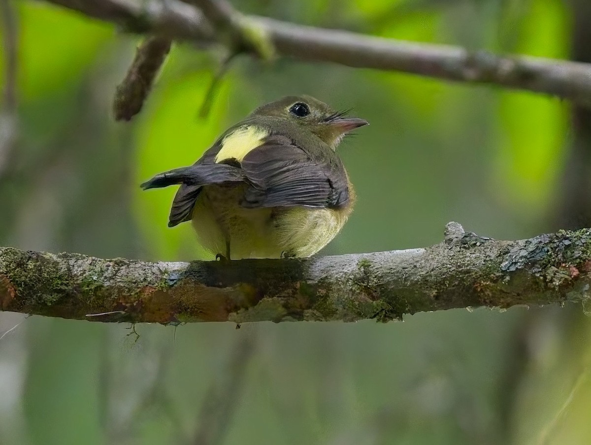 Black-tailed Flycatcher (Buff-rumped) - ML645068063