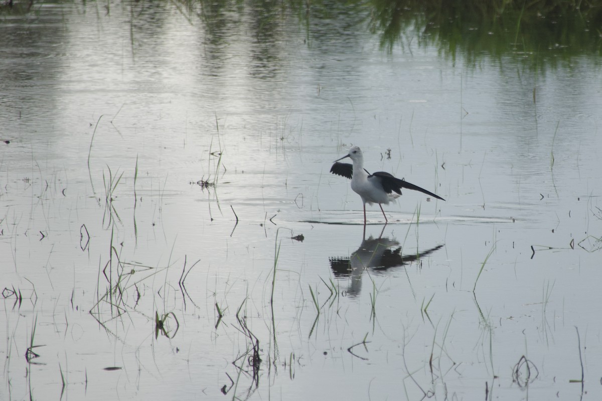 Zankaluze eurasiarra - ML645068082