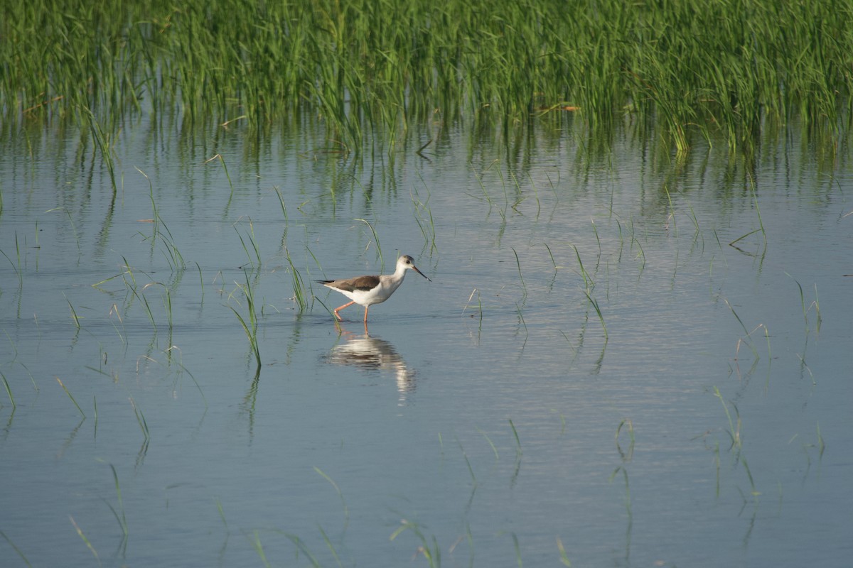 Zankaluze eurasiarra - ML645068083