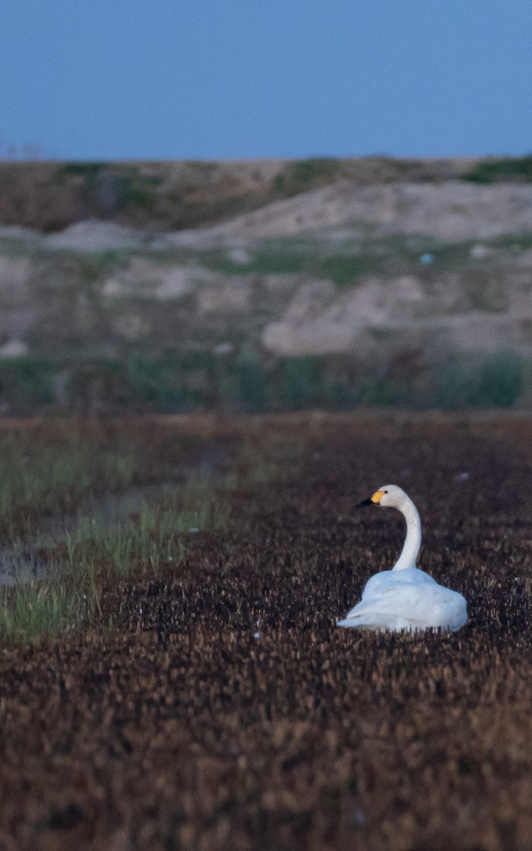 Tundra Swan - ML645068090