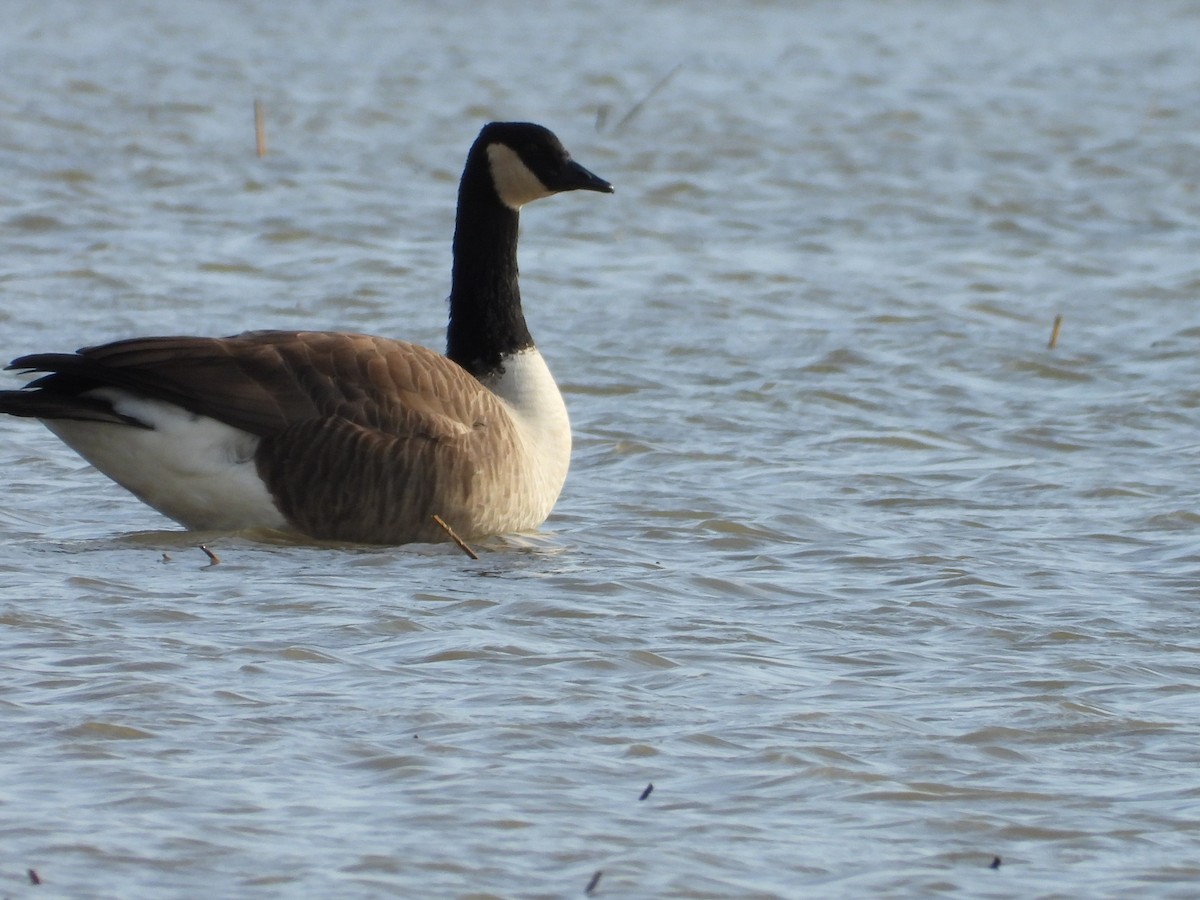 Canada Goose - ML645068105