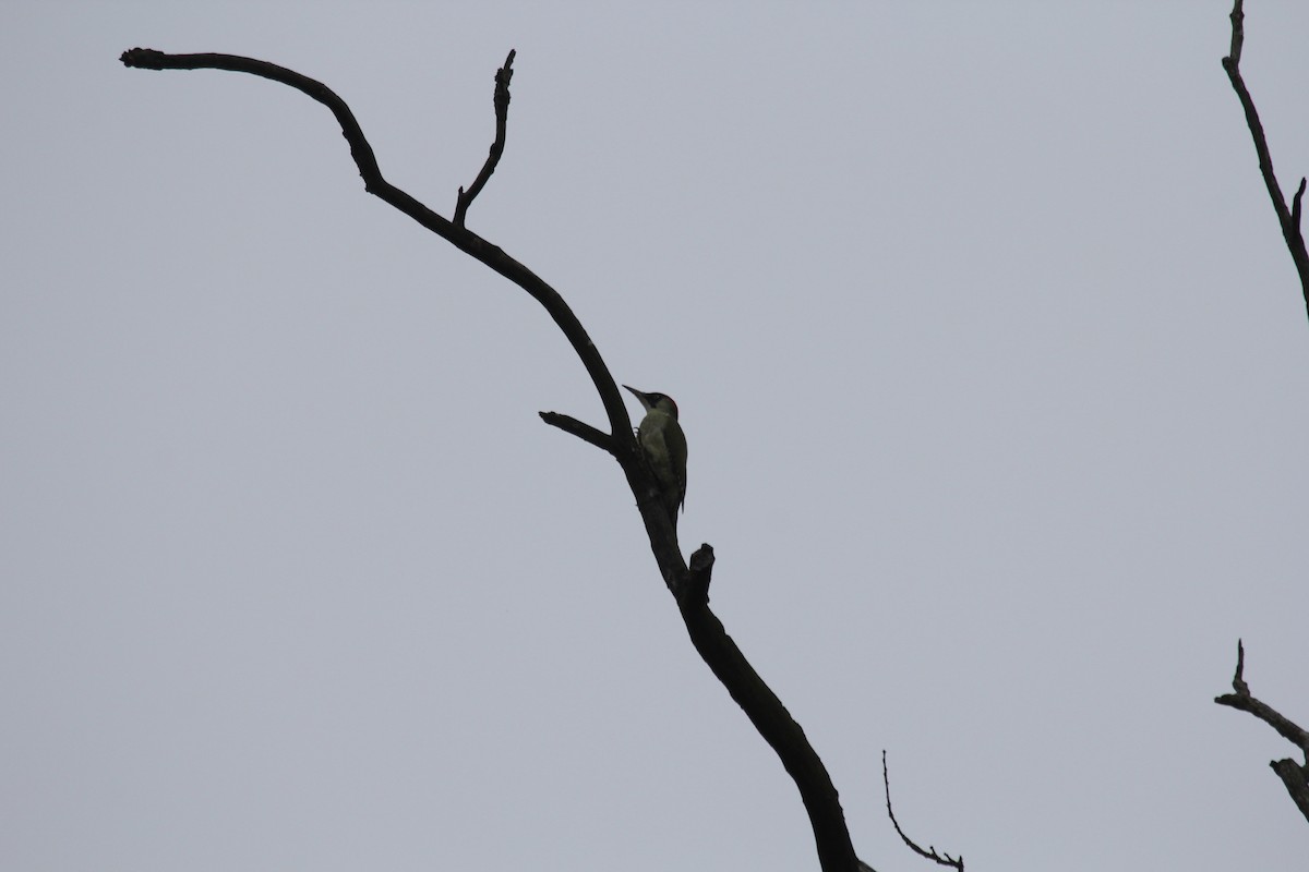 Eurasian Green Woodpecker - ML645068113