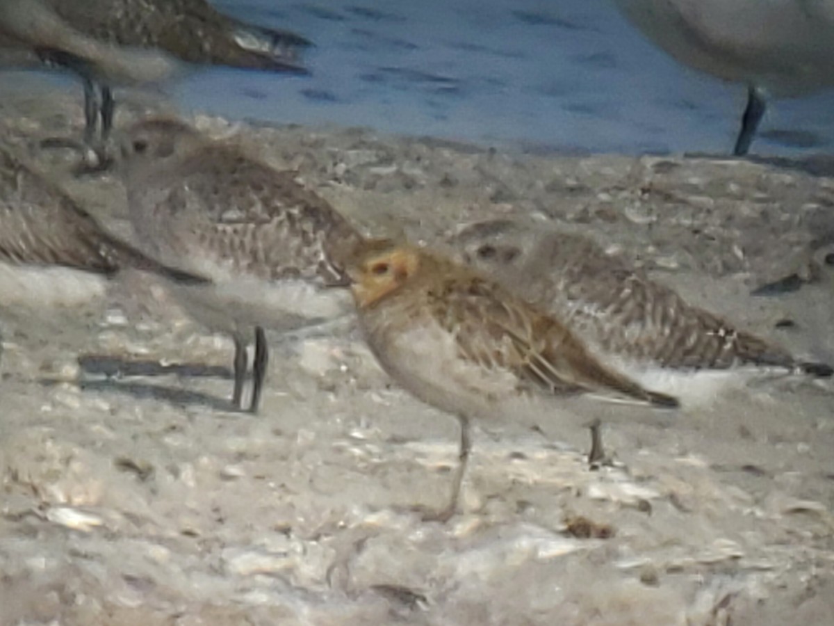 ムナグロ - ML645068122