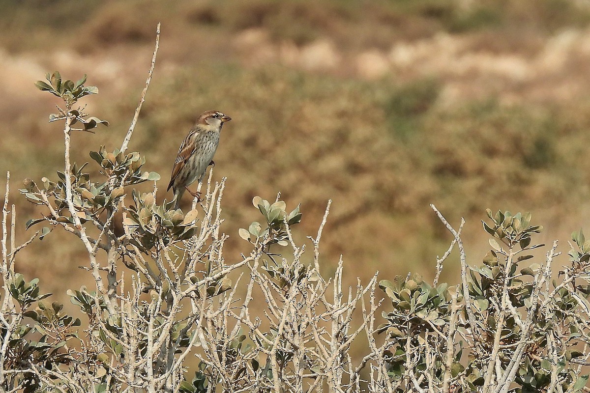 Spanish Sparrow - ML645068147