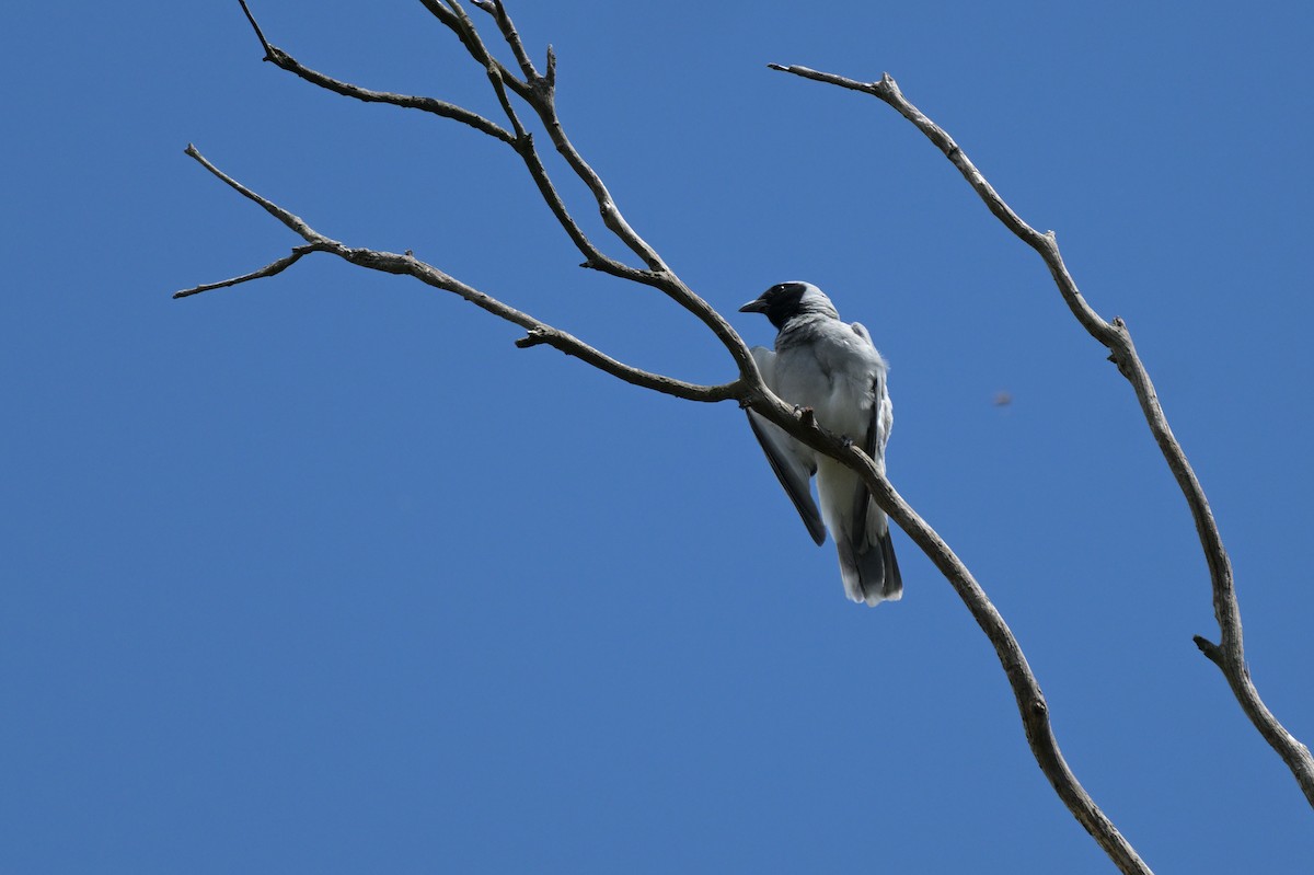 Black-faced Cuckooshrike - ML645068158