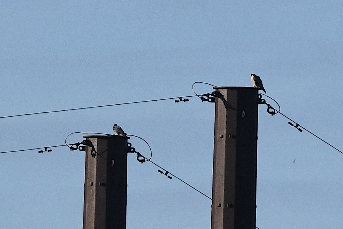 Peregrine Falcon - ML645068161