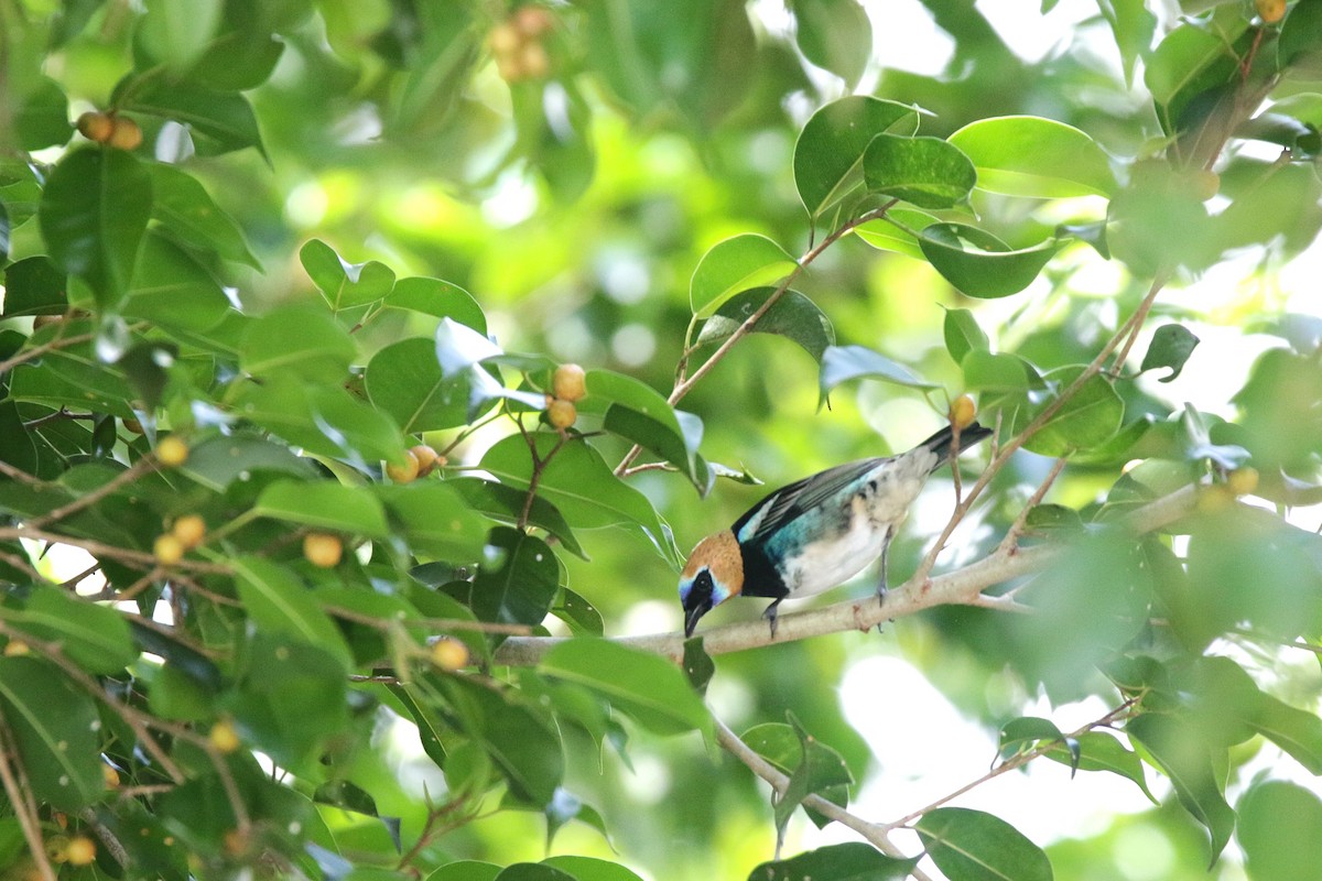 Золотистоголовая танагра - ML645068162