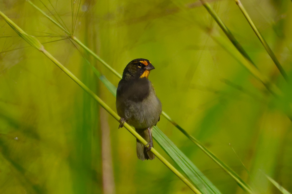 Yellow-faced Grassquit - ML645068170