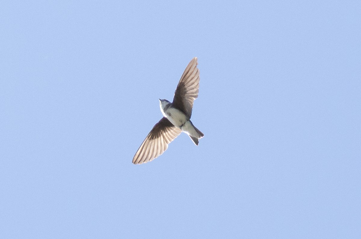 Bank Swallow - ML645068179