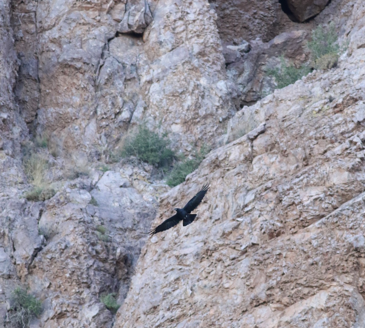Common Raven - ML645068192