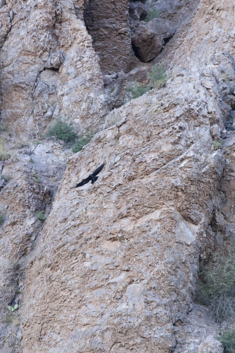 Common Raven - ML645068193