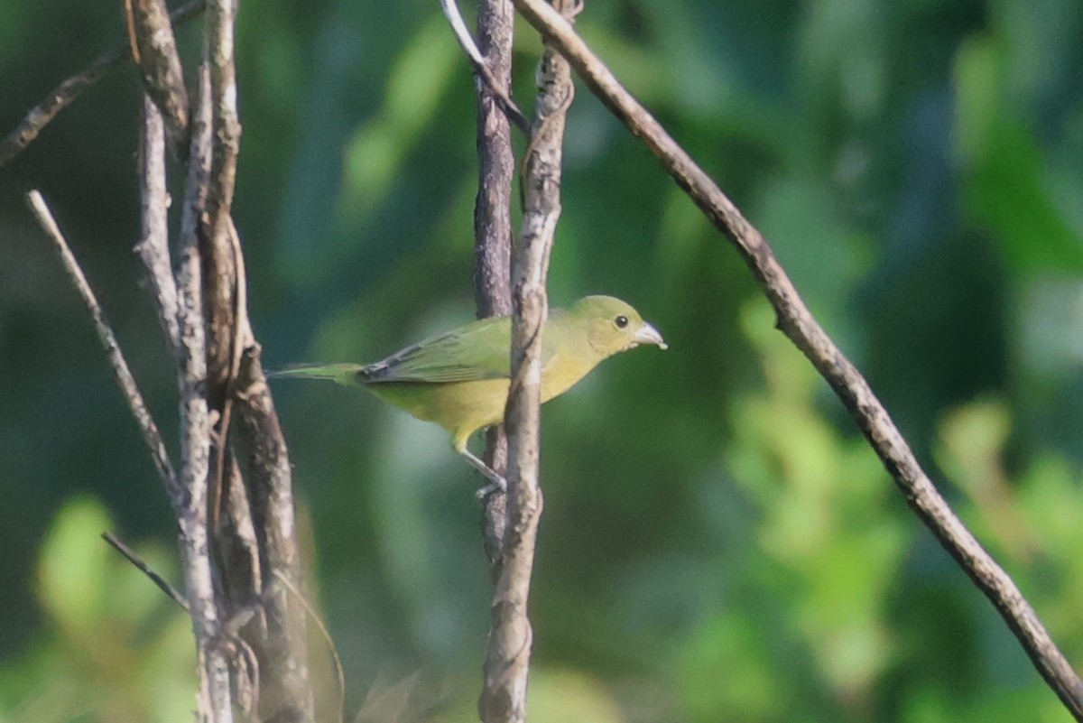 Painted Bunting - ML645068202