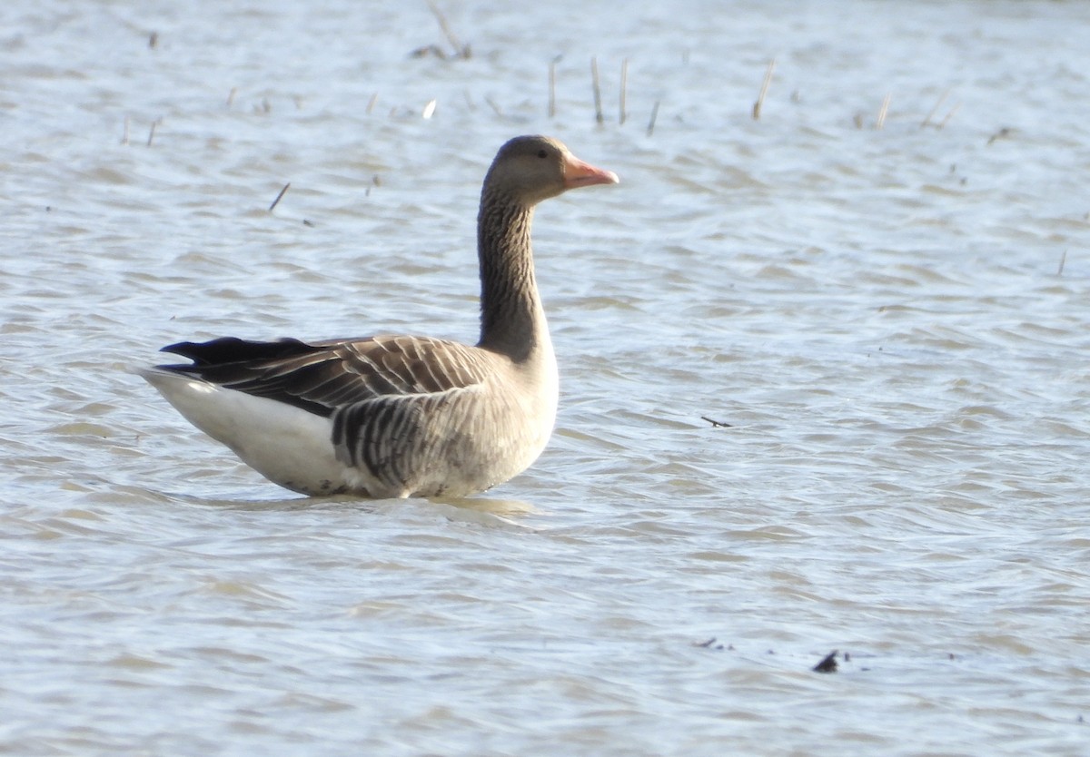 Graylag Goose - ML645068205