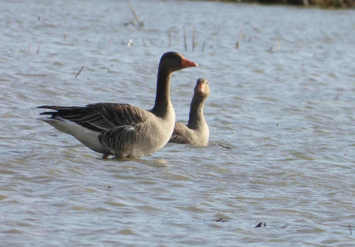 Graylag Goose - ML645068206