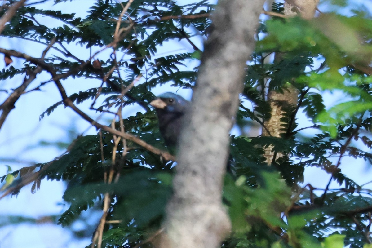 Blue Bunting (Middle America) - ML645068212