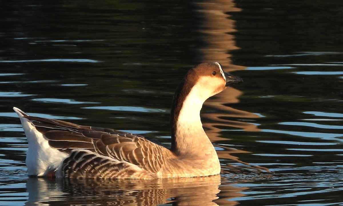 Гуска китайська - ML645068217