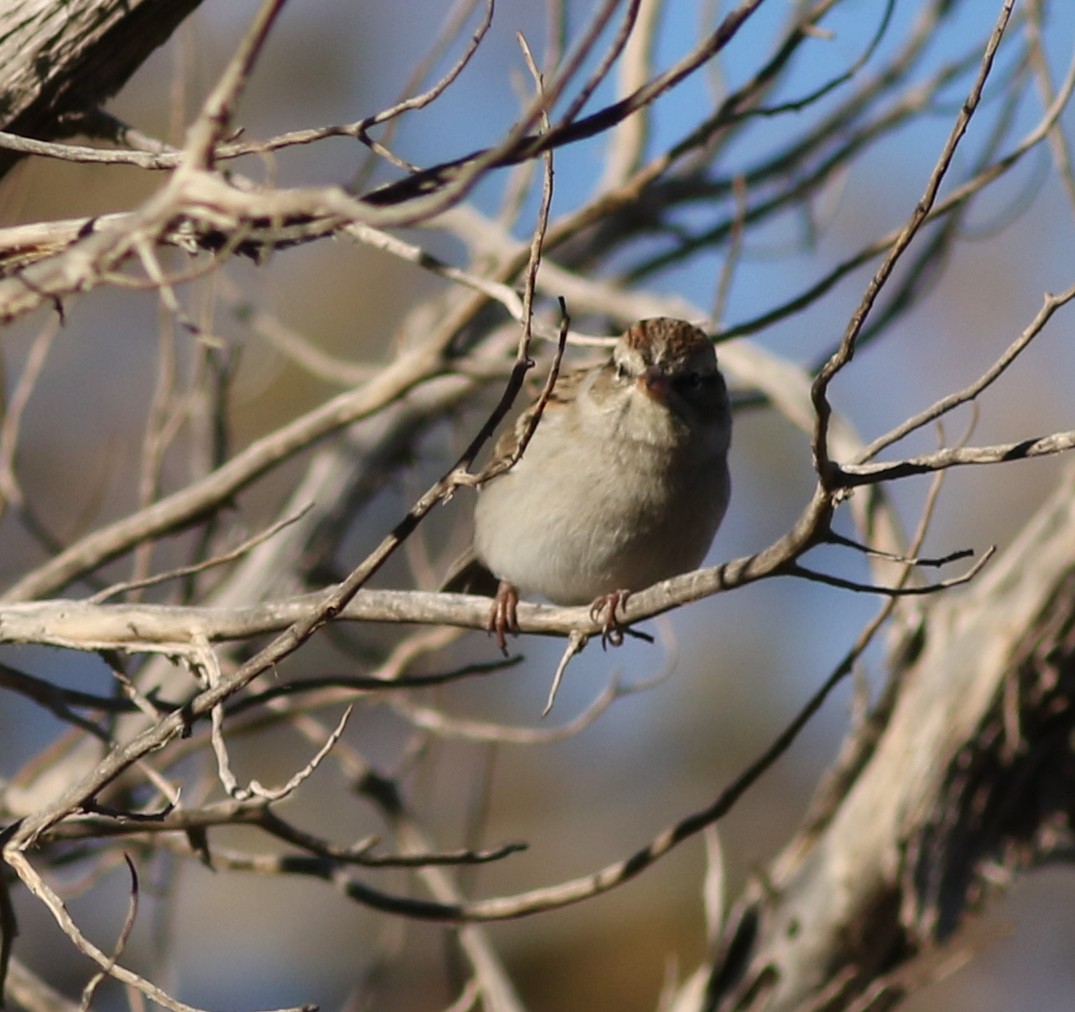 Chipping Sparrow - ML645068225