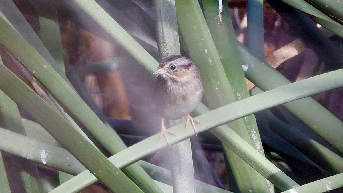 Swamp Sparrow - ML645068238