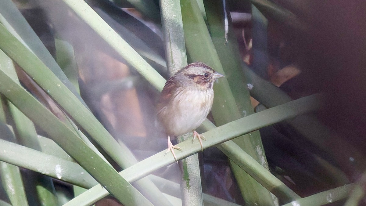 Swamp Sparrow - ML645068239