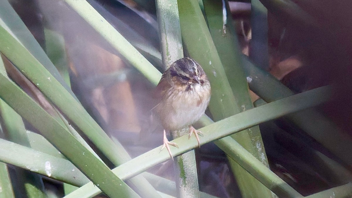 Swamp Sparrow - ML645068240