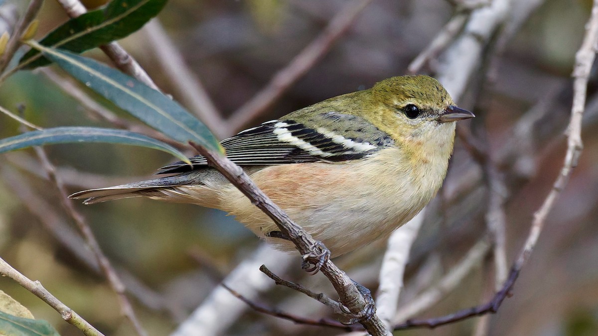 Пісняр-лісовик каштановий - ML645068248