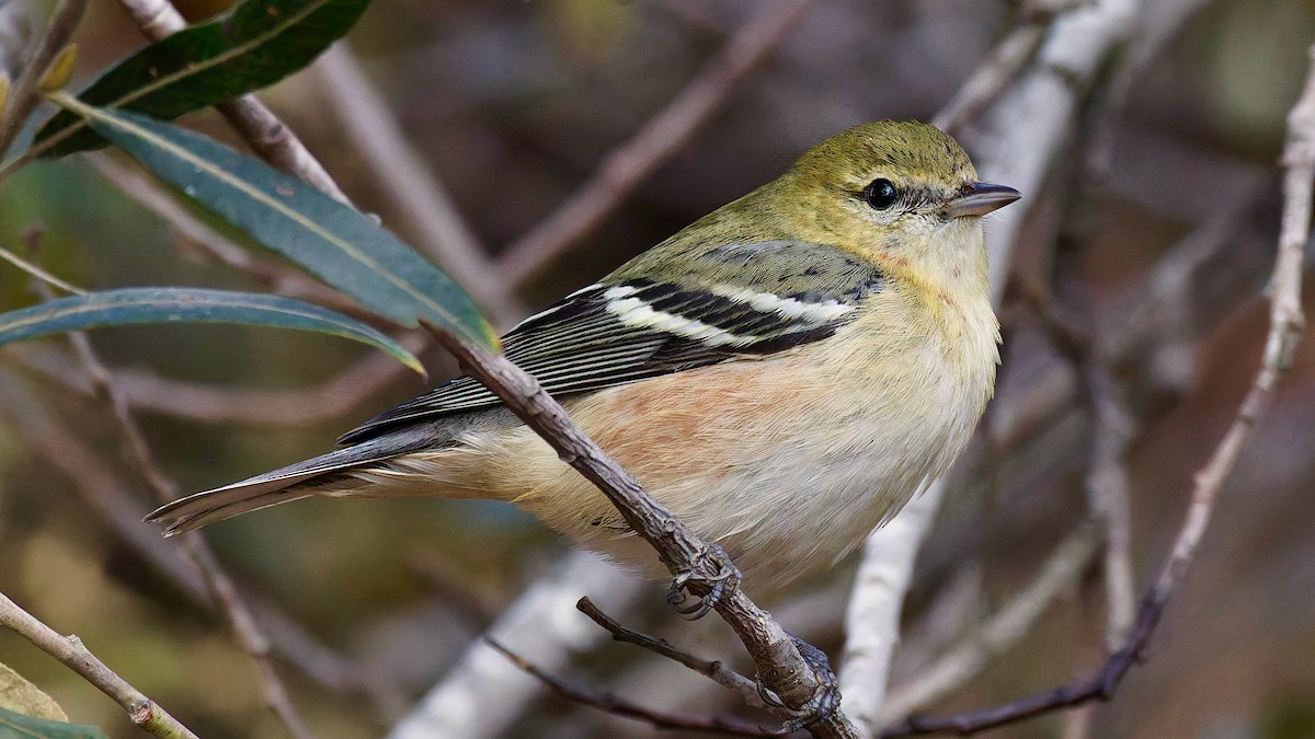 Пісняр-лісовик каштановий - ML645068249