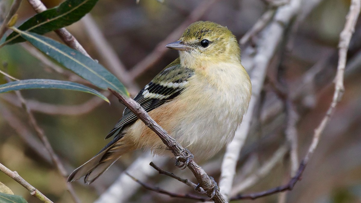 Пісняр-лісовик каштановий - ML645068250