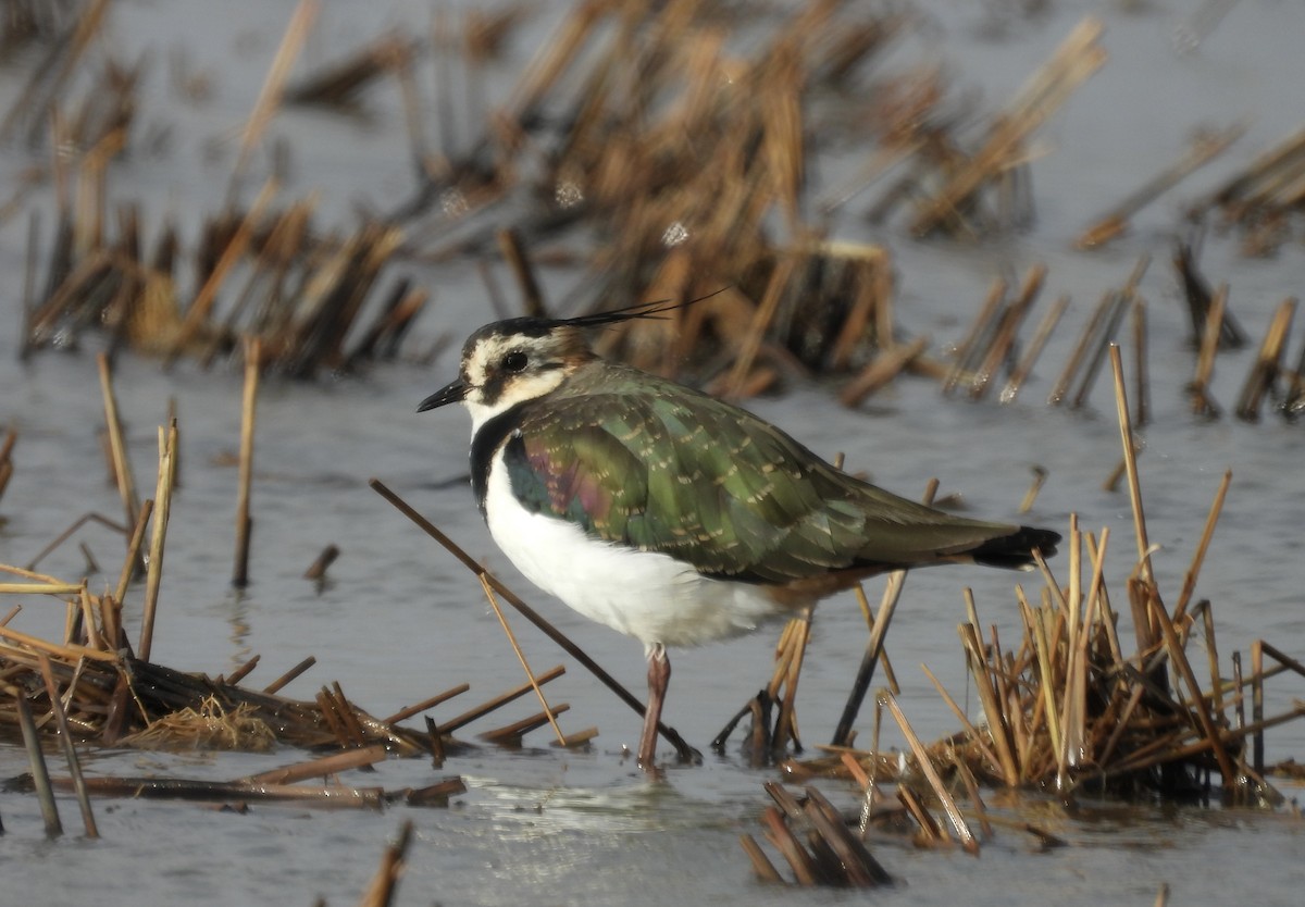 Northern Lapwing - ML645068260