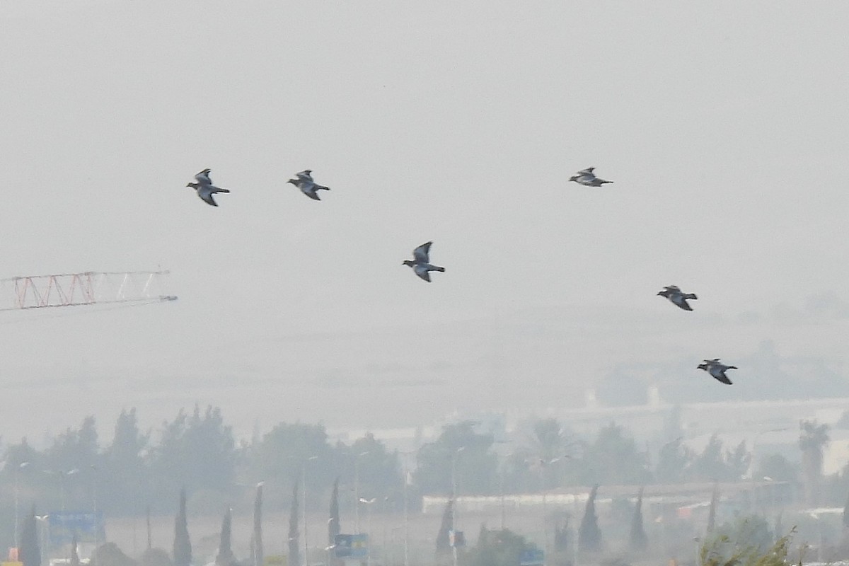 Stock Dove - ML645068267