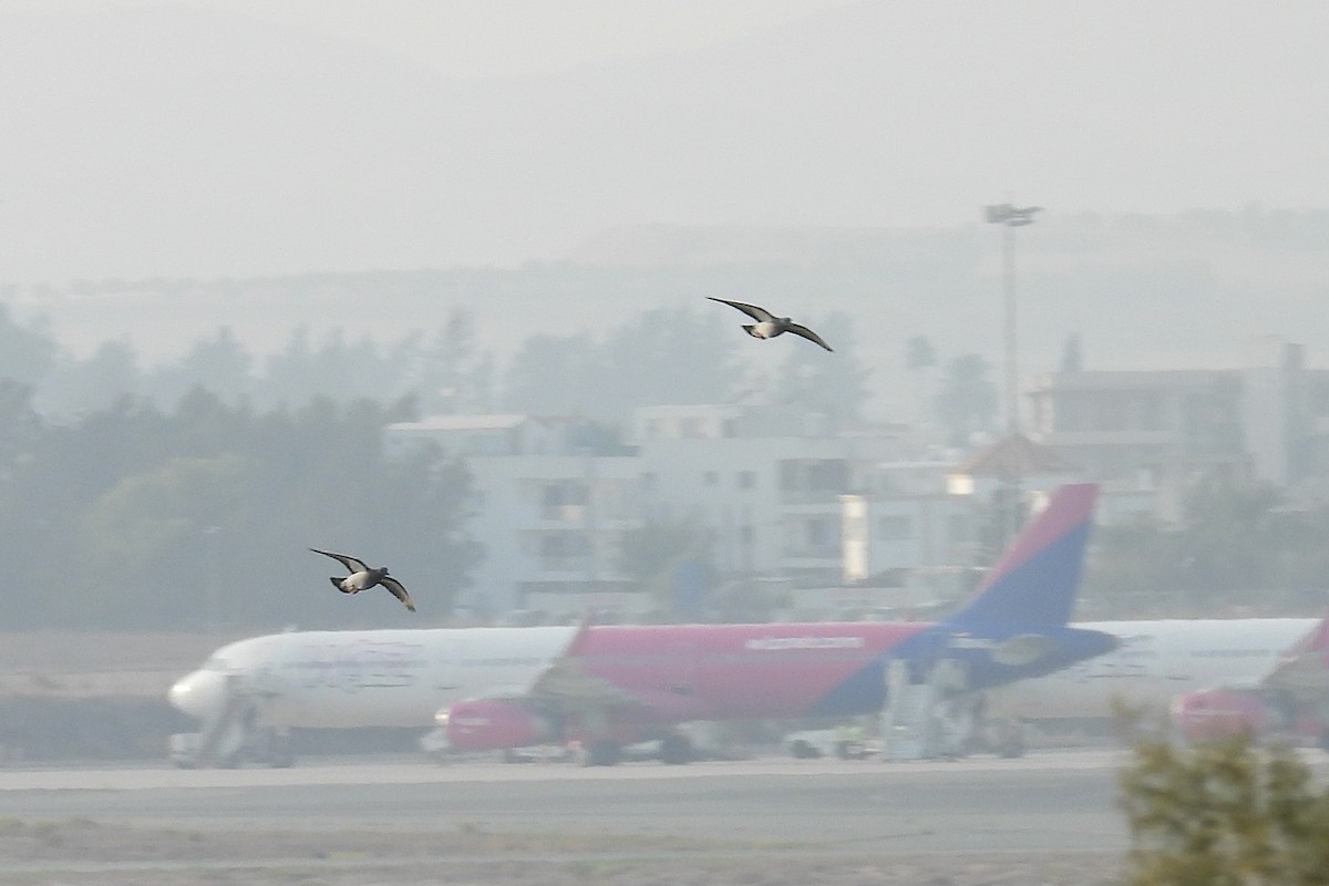 Stock Dove - ML645068268