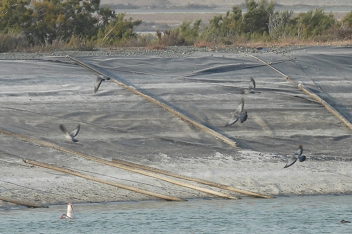 Stock Dove - ML645068270