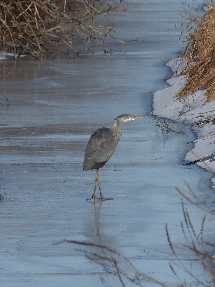 Great Blue Heron - ML645068277