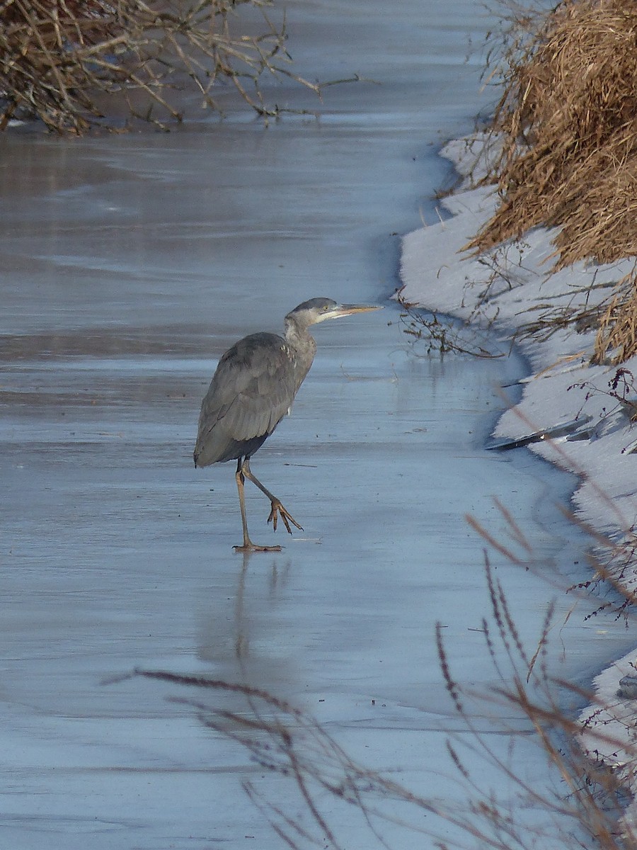 Great Blue Heron - ML645068279